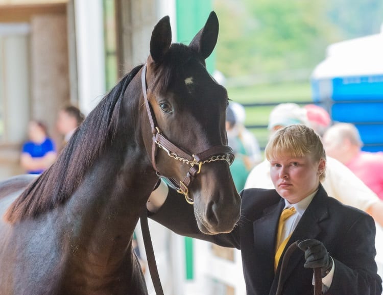 The Morrisville Yearling Sale provides critical experience to the school’s equine students, many of whom go on to work in the industry | Jim Gillies
