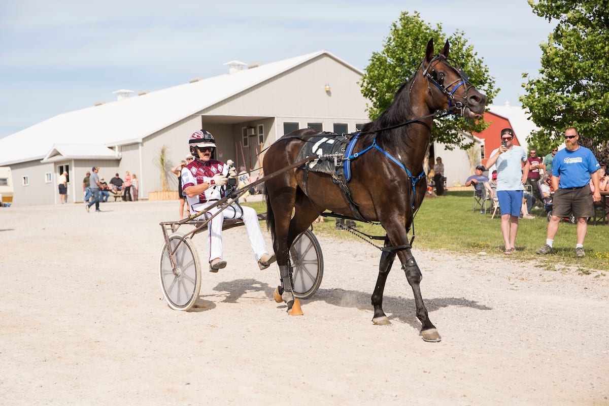 Celebrating Campbell - Harness Racing Update