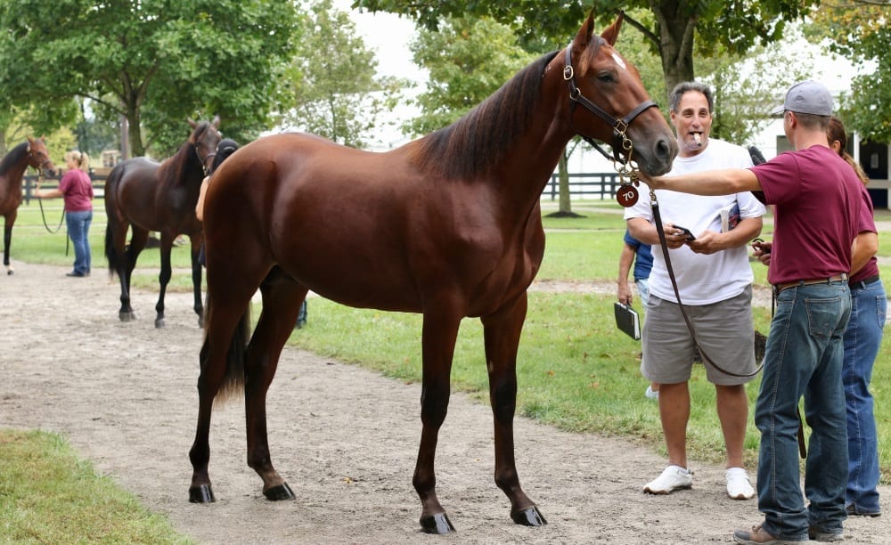 Cancellieres Light Up Lexington - Harness Racing Update