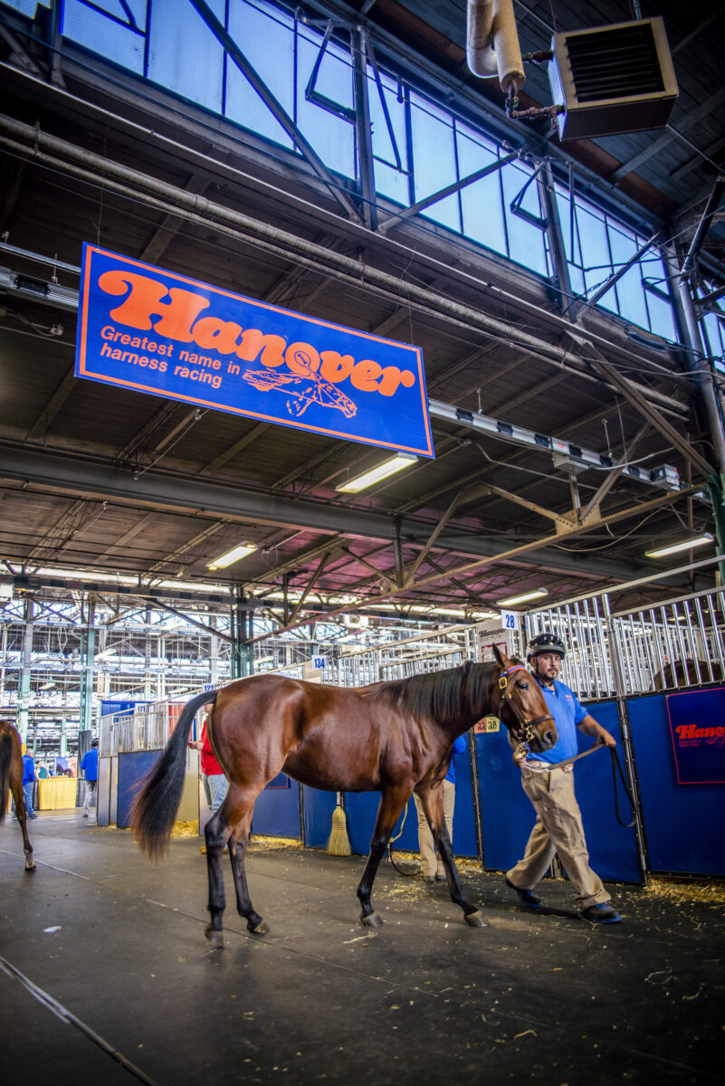 Hanover consignment stacked with high profile pedigrees from