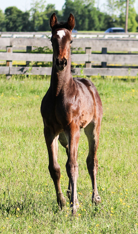 Bulldog Hanover colt out of Youaremycandygirl arrives at Hanover ...